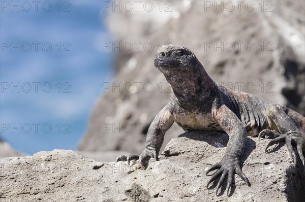 Marine iguana