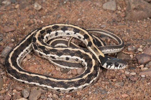 Black-necked garter snake