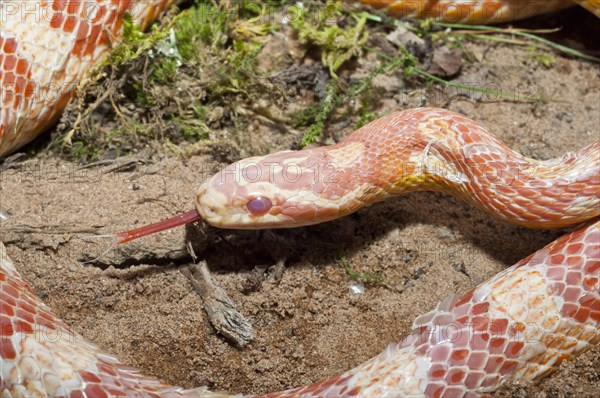 Female corn snake