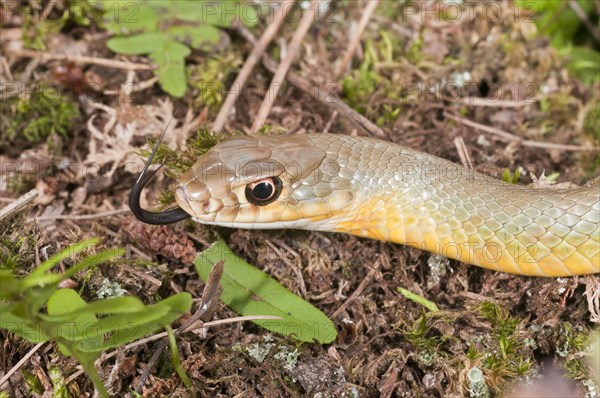 Western yellow-bellied racer