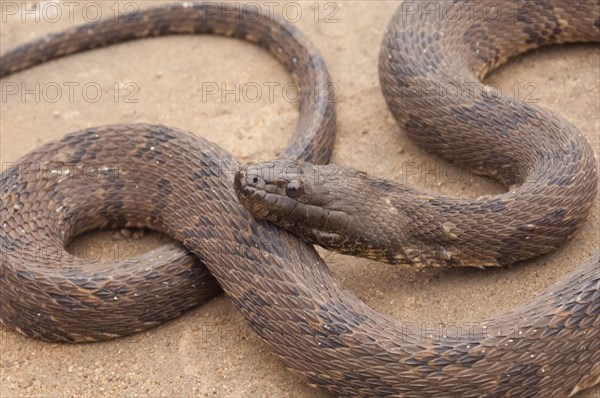 Brown water snake