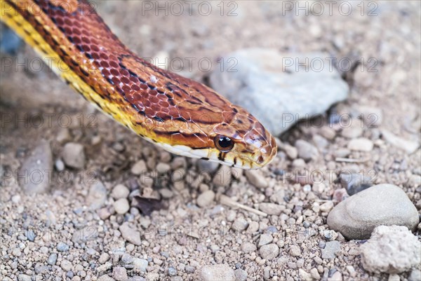 Corn snake