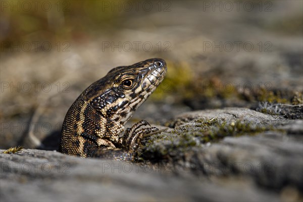 Common wall lizard