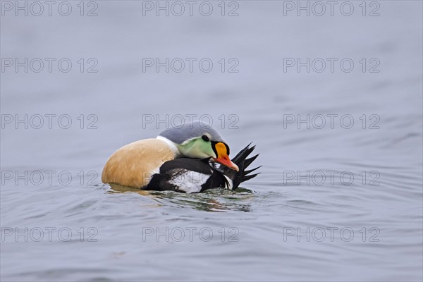 King eider