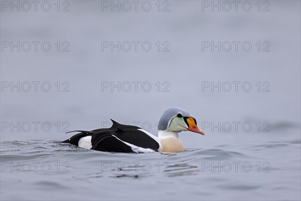 King eider