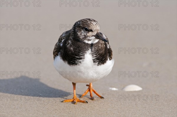 Ruddy Turnstone