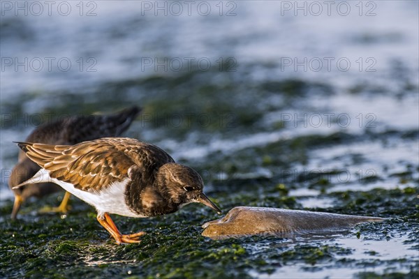 Ruddy turnstone