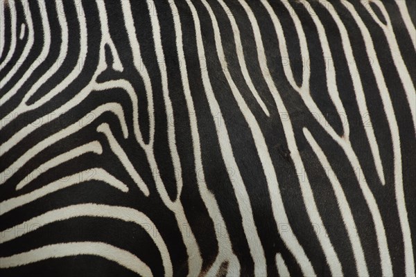 Grevy's zebra