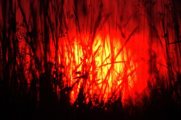 Silhouette of blades of grass during sunrise