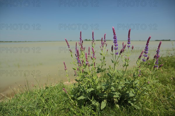 Shrub of steppe sage