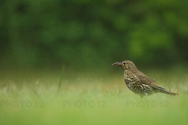 Song Thrush