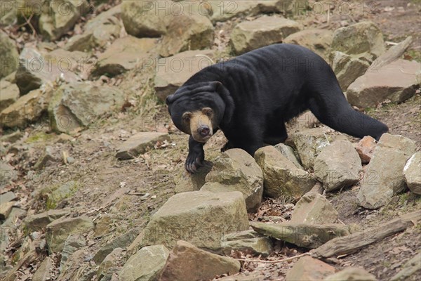 Sun bear