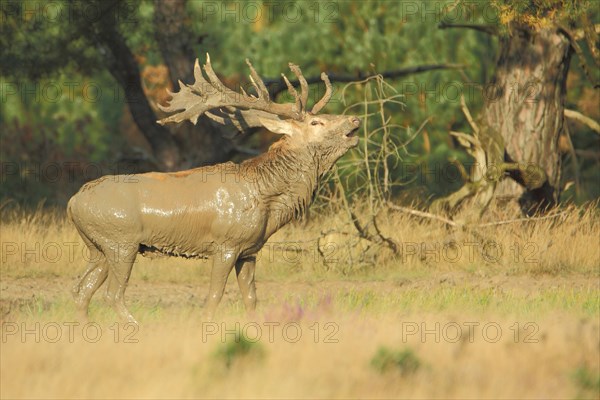 Mud-smeared red deer