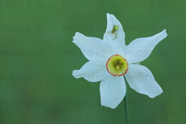 Poet's daffodil