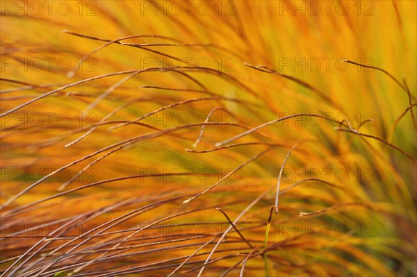 Grass tuft of rusty-red donkeykey