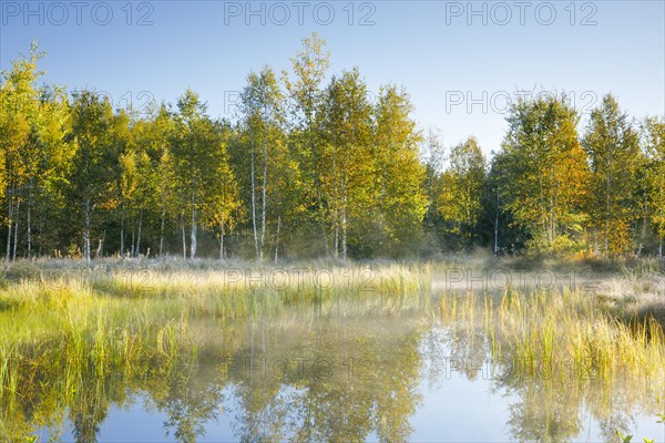 The first rays of sunlight bathe the birch forest and grasses in a warm light