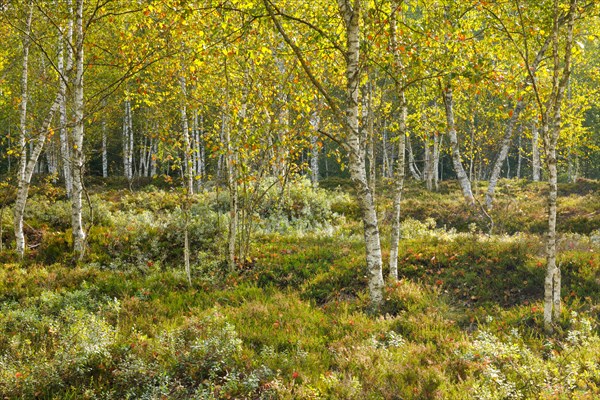 Birch forest and blueberry bushes in the backlight