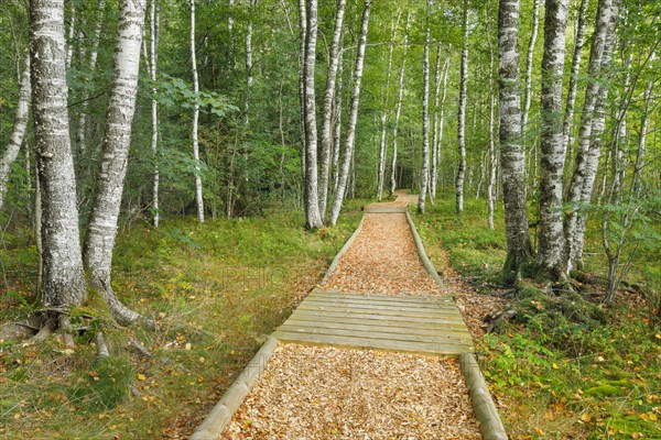 Forest path in the birch forest near Les Ponts-de-Martel in the canton of Neuchatel