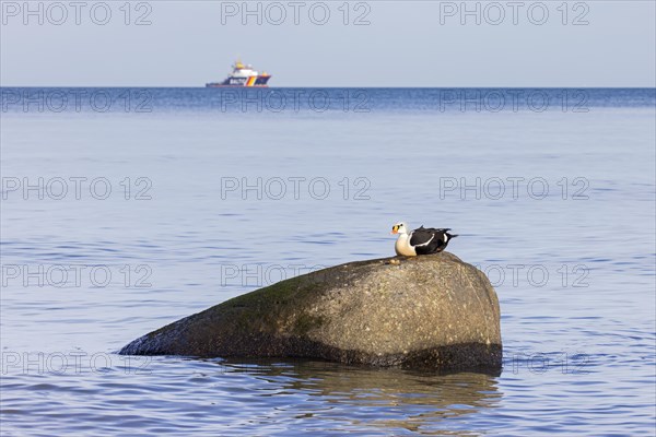 King eider