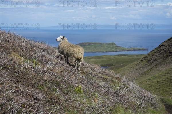 Sheep in bizarre rock world of Quiraing