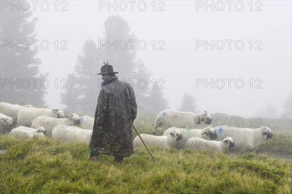 A shepherd with a flock of Valais black-nosed domestic sheep