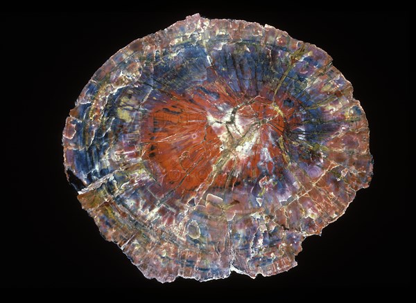 Petrified Wood