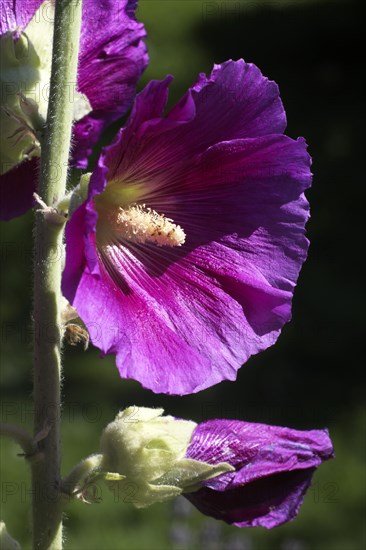 Common hollyhock