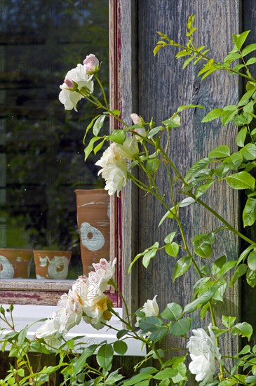 Rose bush in front of a wooden house