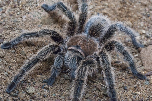 Rose-haired tarantula