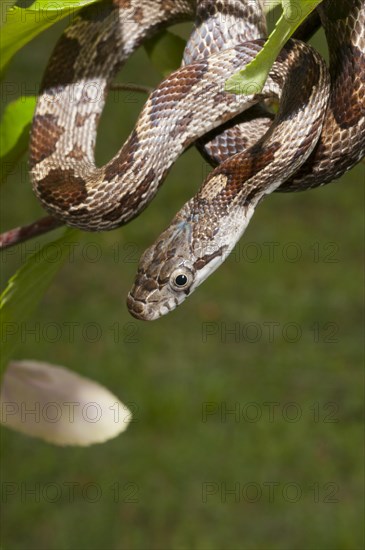 Juvenile Black rat snake