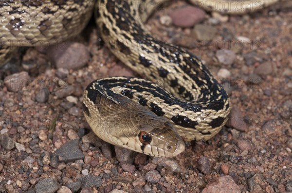 San Diego gopher snake