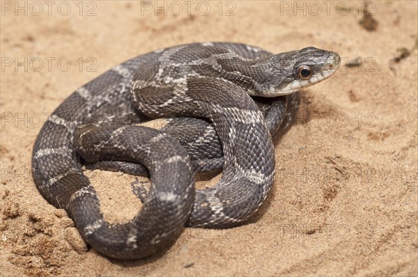 Texas rat snake