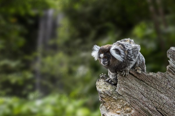 Common marmoset