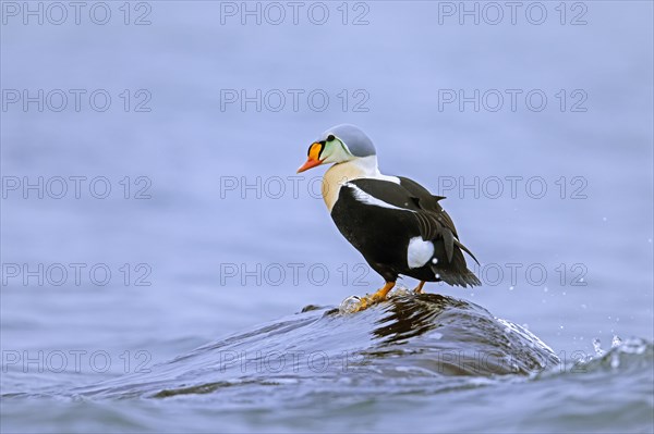 King eider