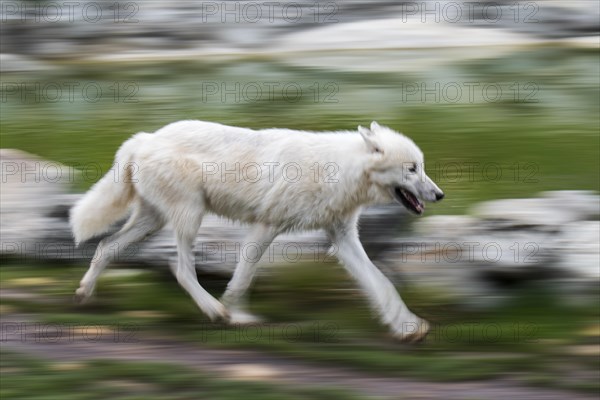 Lone Canadian Arctic wolf