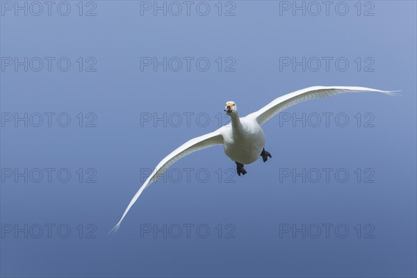 Tundra swan