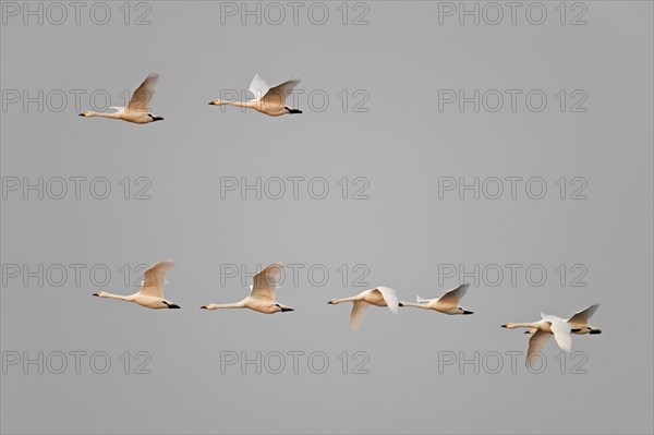 Migrating flock of tundra swans