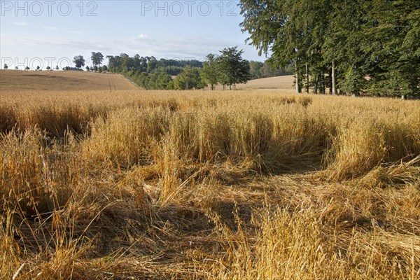 Damage in wheat field