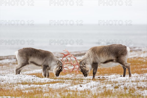 Two Svalbard reindeer