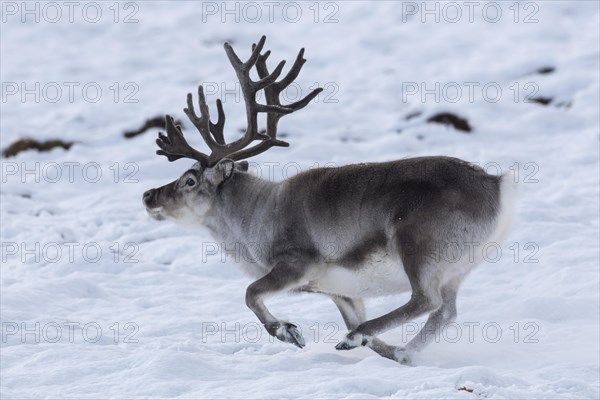 Svalbard reindeer