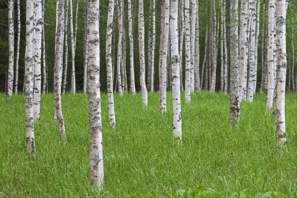 Silver birch