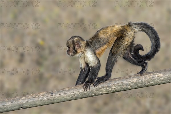 Golden-bellied capuchin