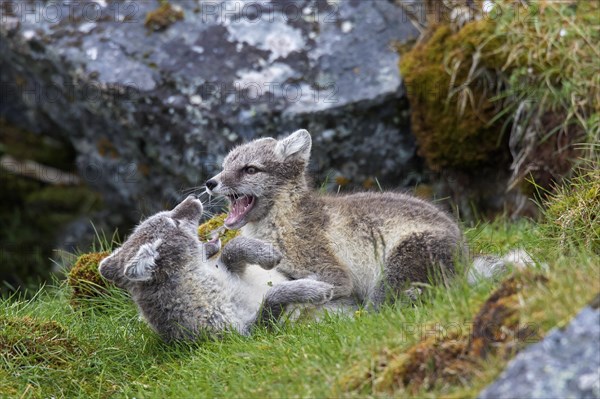 Arctic fox