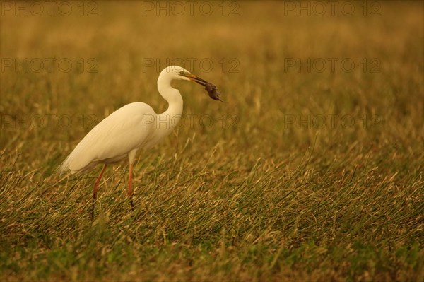 Great egret