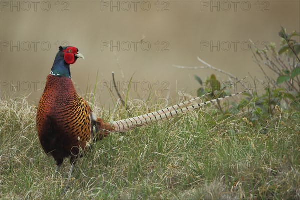 Pheasant