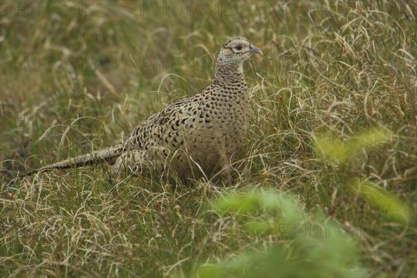 Pheasant