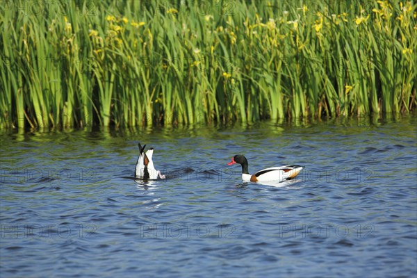 Common shelduck