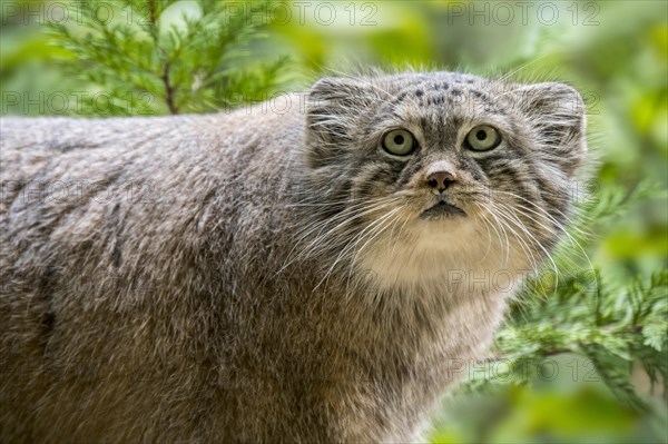 Pallas's cat