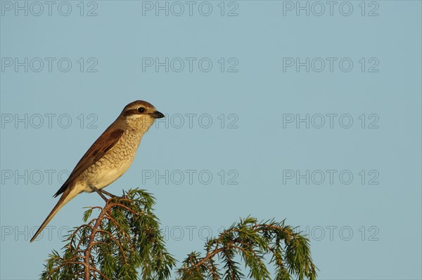 Red-backed Shrike