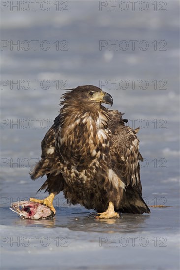 White-tailed Eagle